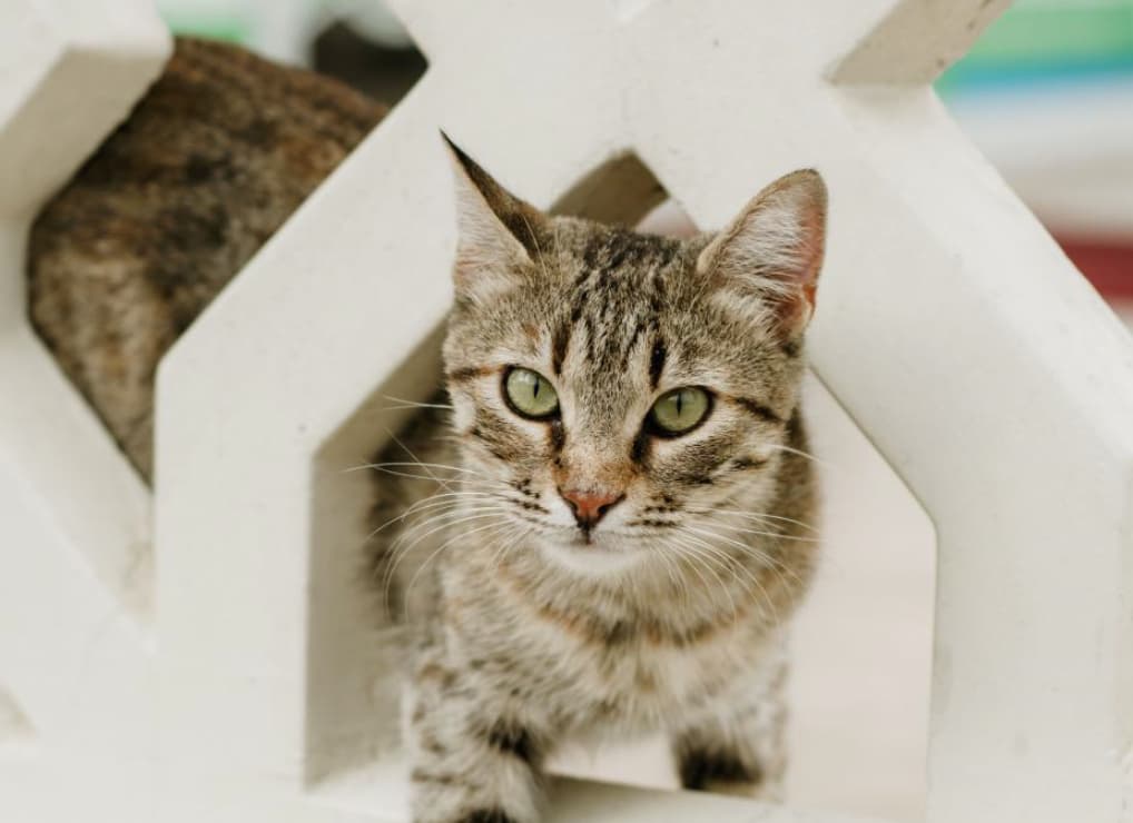 Signs of Pain in Cats: What to Watch For